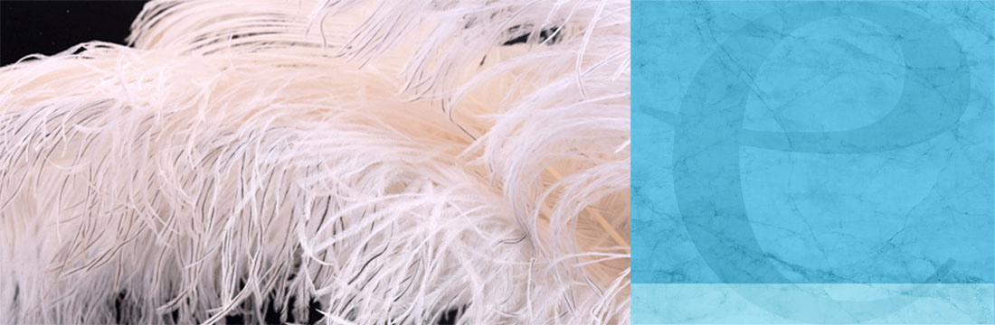 Vogelfedern-Schmuckfedern Vogelfedern-Schmuckfedern